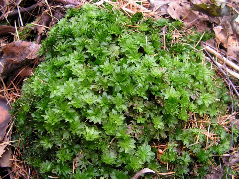 Image of Rhodobryum roseum specimen.