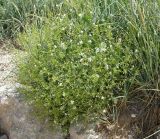 Crambe maritima