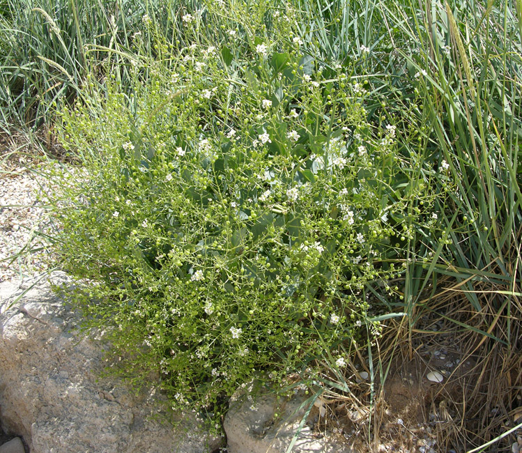 Изображение особи Crambe maritima.