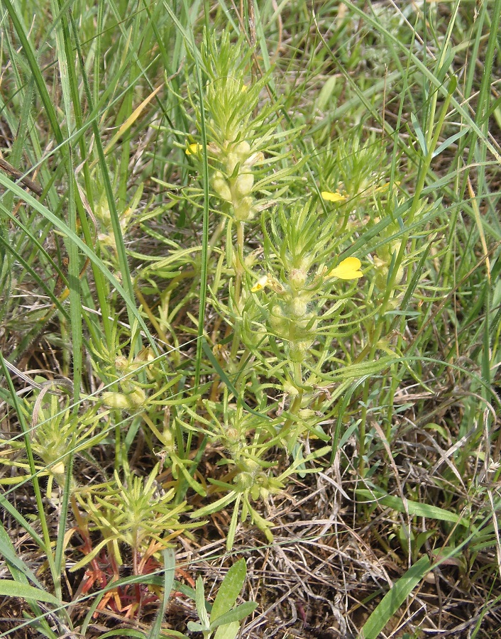 Image of Ajuga chia specimen.