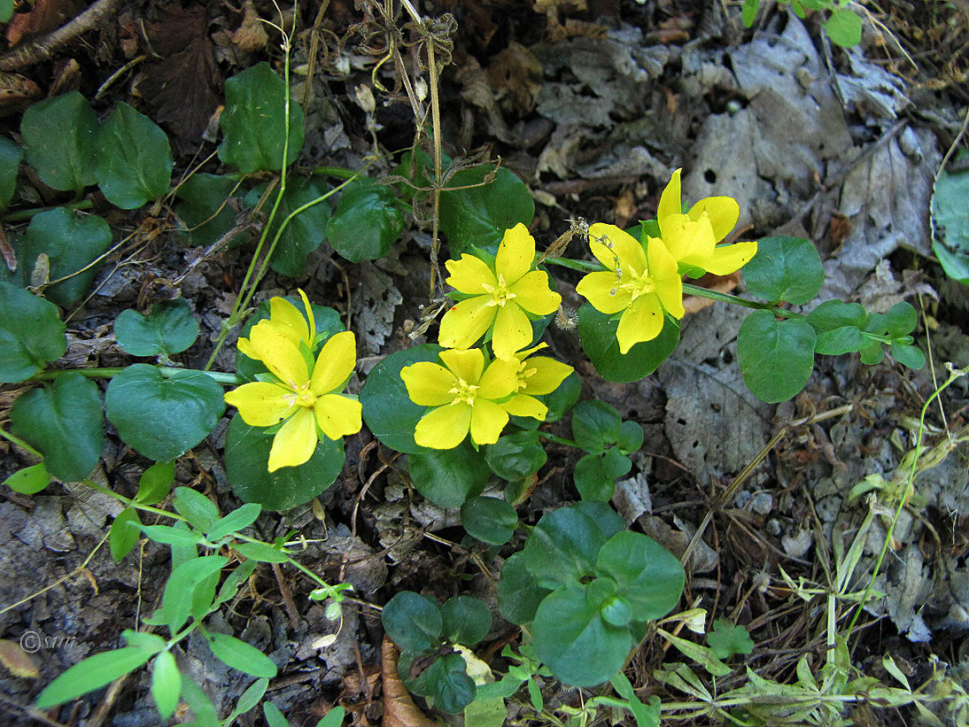 Изображение особи Lysimachia nummularia.