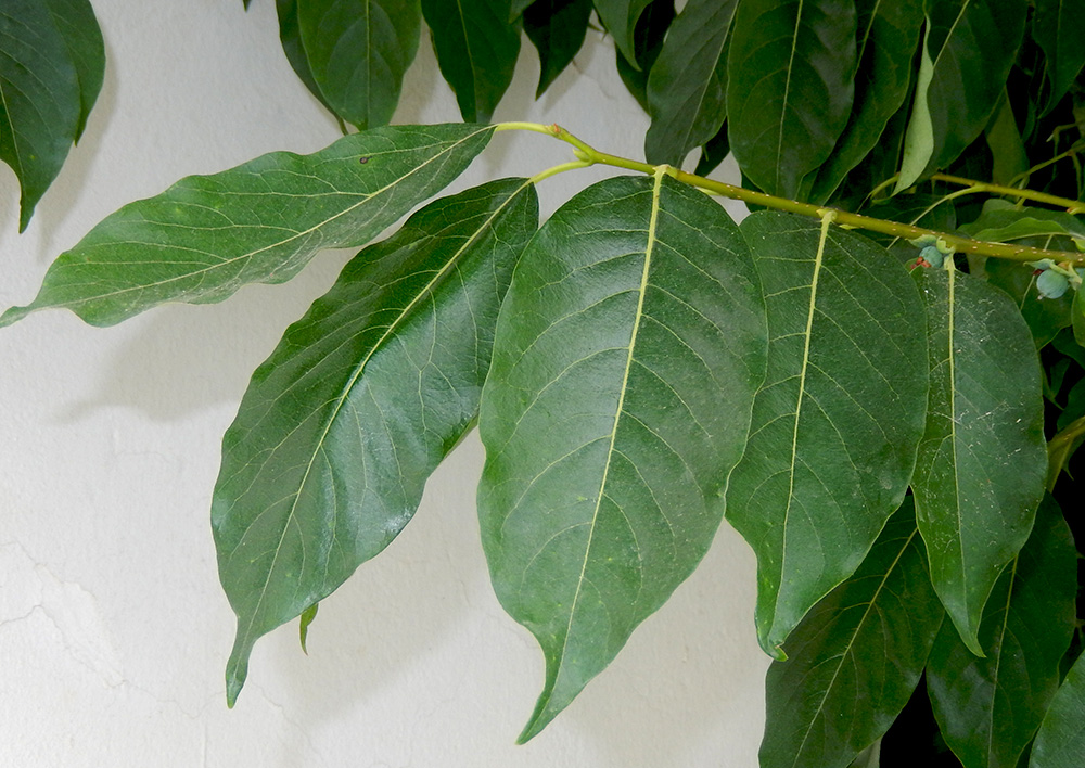 Image of Diospyros lotus specimen.