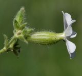 Melandrium latifolium