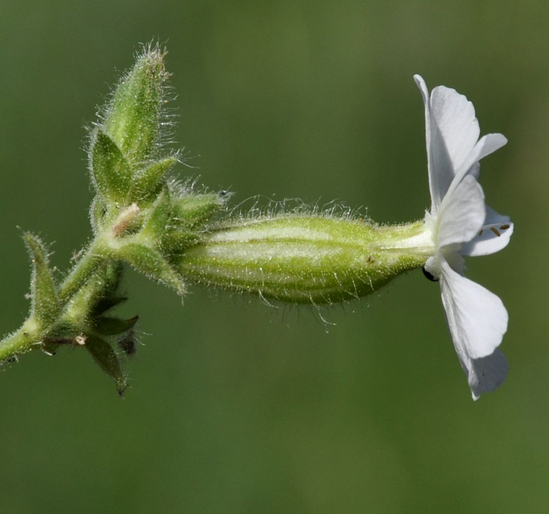 Изображение особи Melandrium latifolium.