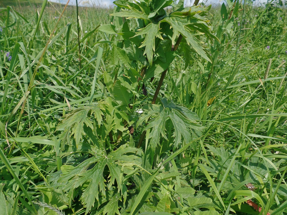 Image of Aconitum septentrionale specimen.