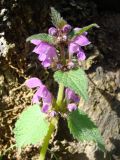 Lamium maculatum