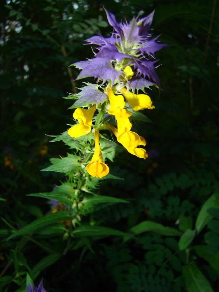 Image of Melampyrum nemorosum specimen.