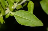 Lycium schweinfurthii