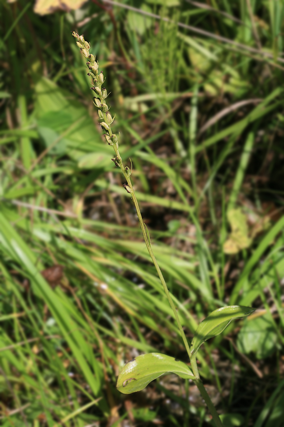 Image of Platanthera ditmariana specimen.