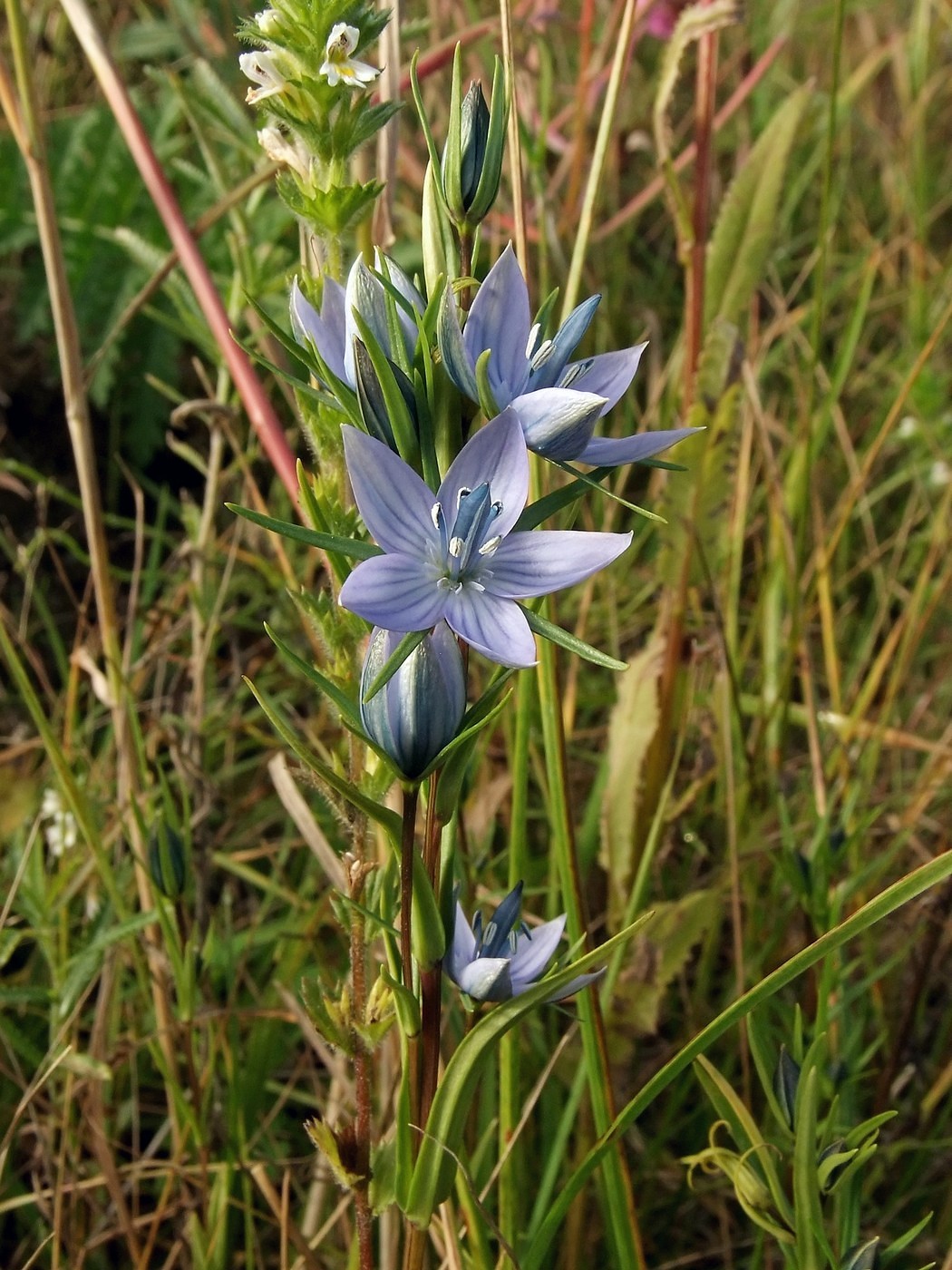 Изображение особи Lomatogonium rotatum.