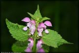 Lamium maculatum. Верхняя часть цветущего растения. Республика Татарстан, Волжско-Камский заповедник, июль 2008 г.