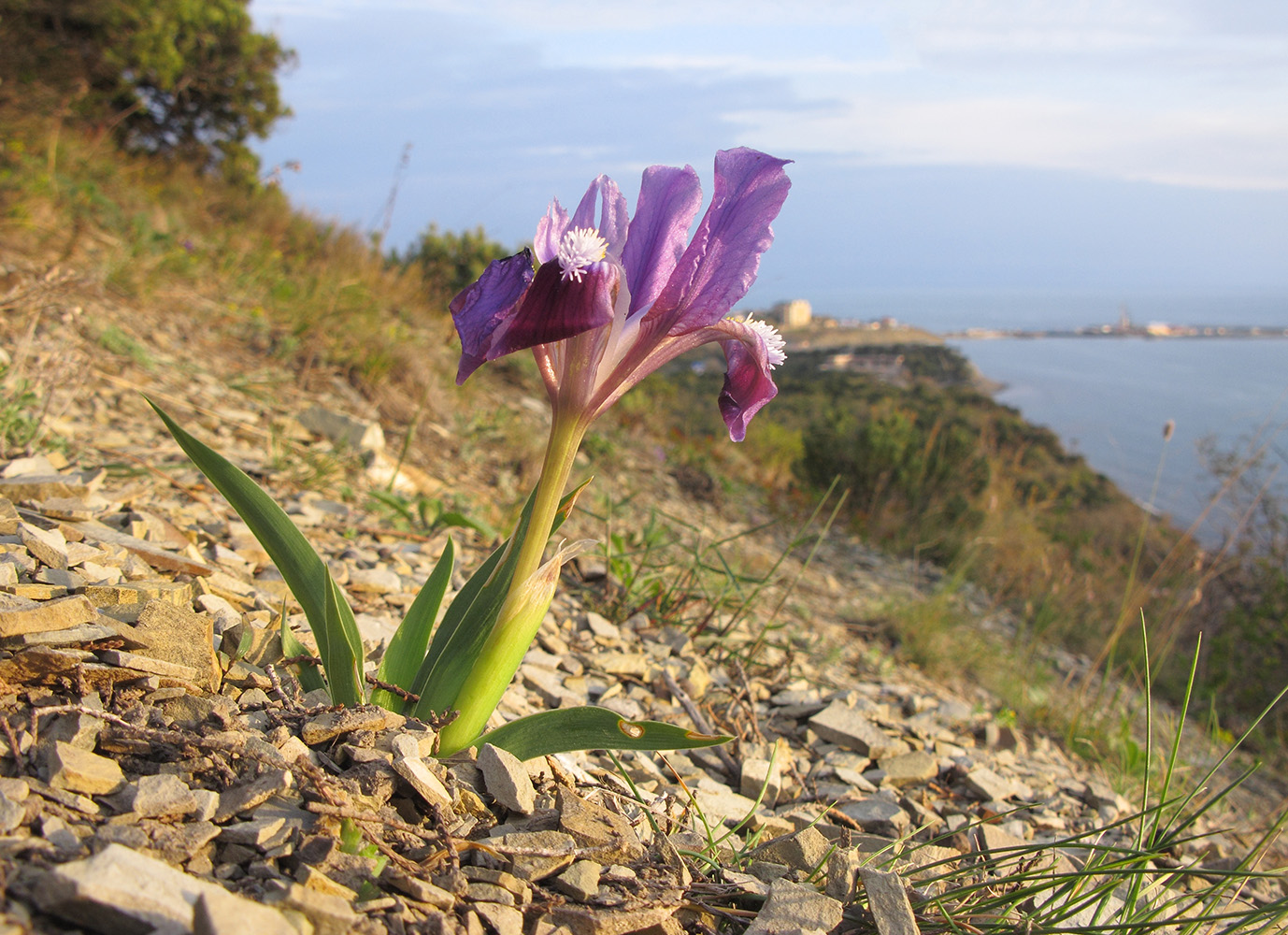 Image of Iris pumila specimen.