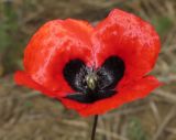 Papaver ambiguum