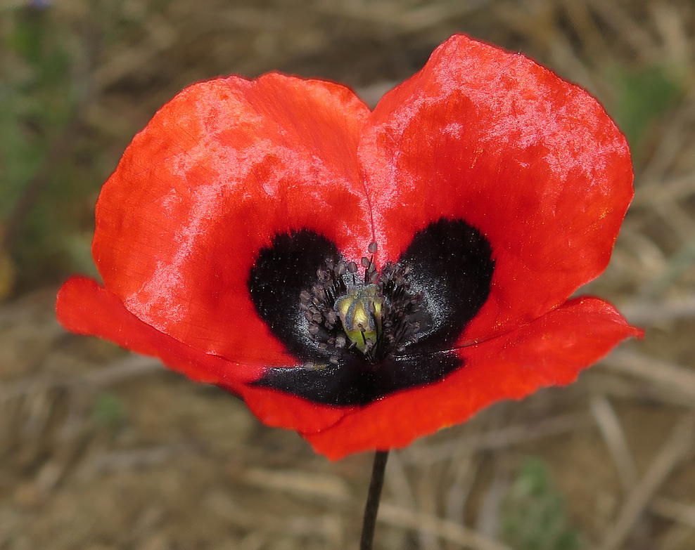 Изображение особи Papaver ambiguum.