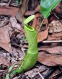 Nepenthes mirabilis. Ловчий кувшинчик (длина около 10 см). Малайзия, о-в Пенанг, национальный парк Пенанг, опушка влажного тропического леса. 06.05.2017.