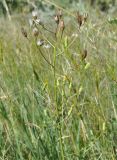 Crepis pulchra