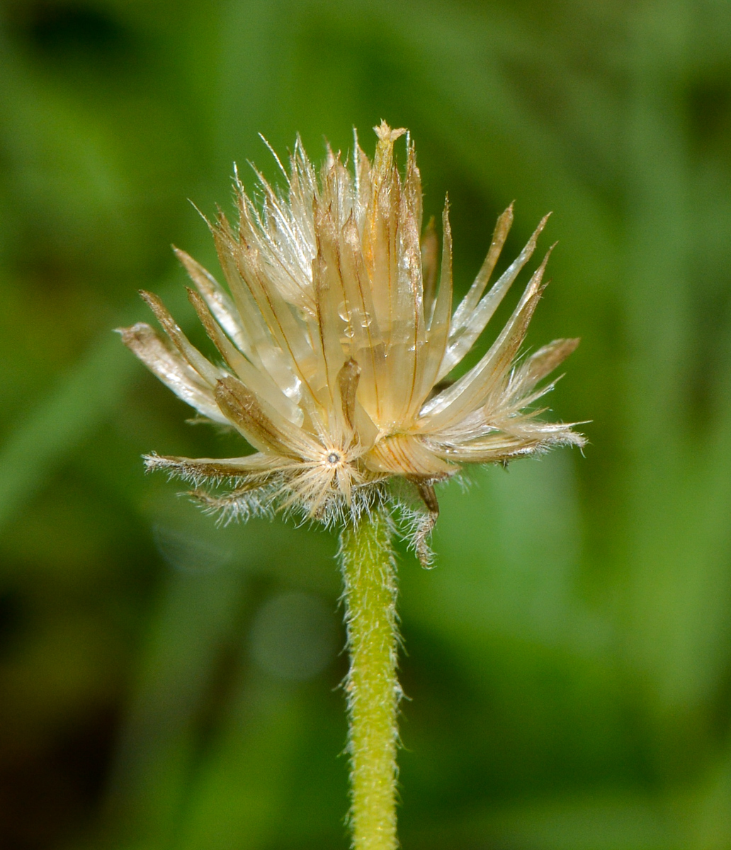 Image of Tridax procumbens specimen.