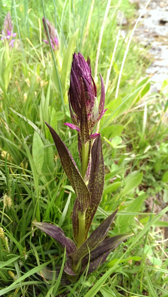 Image of Dactylorhiza umbrosa specimen.