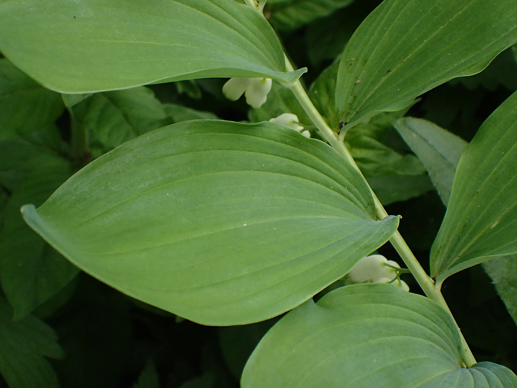 Изображение особи Polygonatum &times; hybridum.