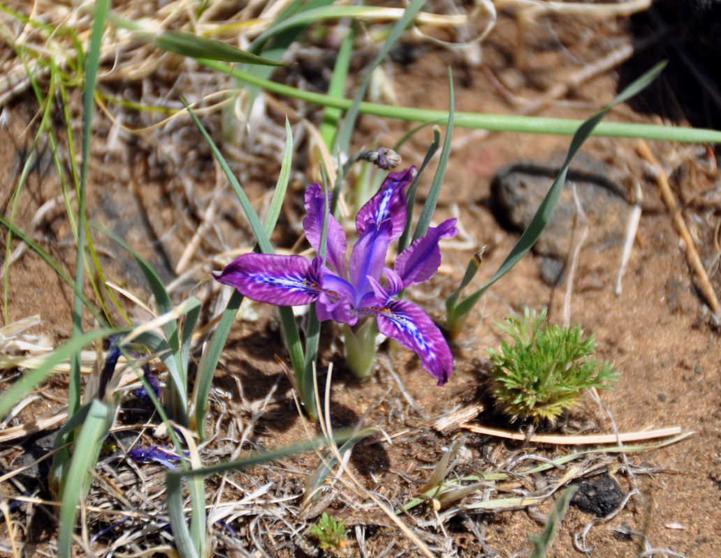 Image of Iris tigridia specimen.