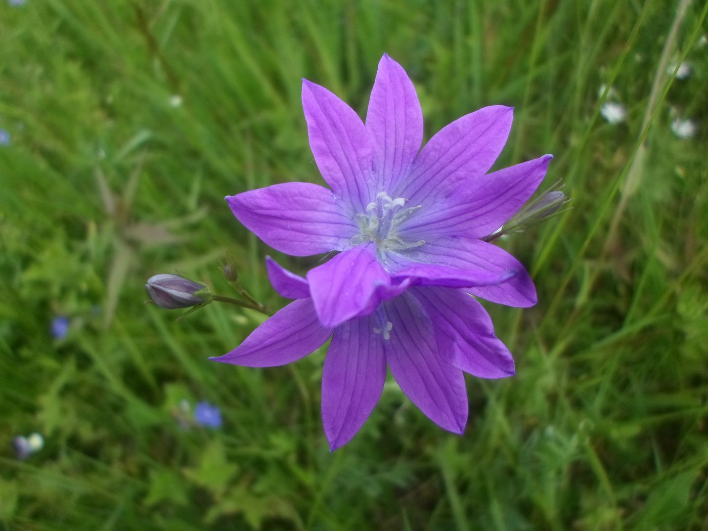Image of Campanula patula specimen.
