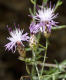 род Centaurea