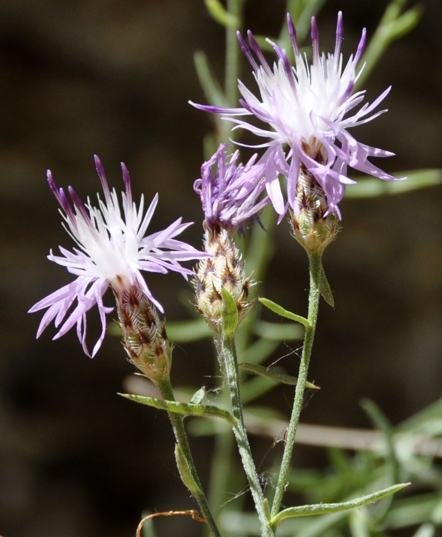 Изображение особи род Centaurea.