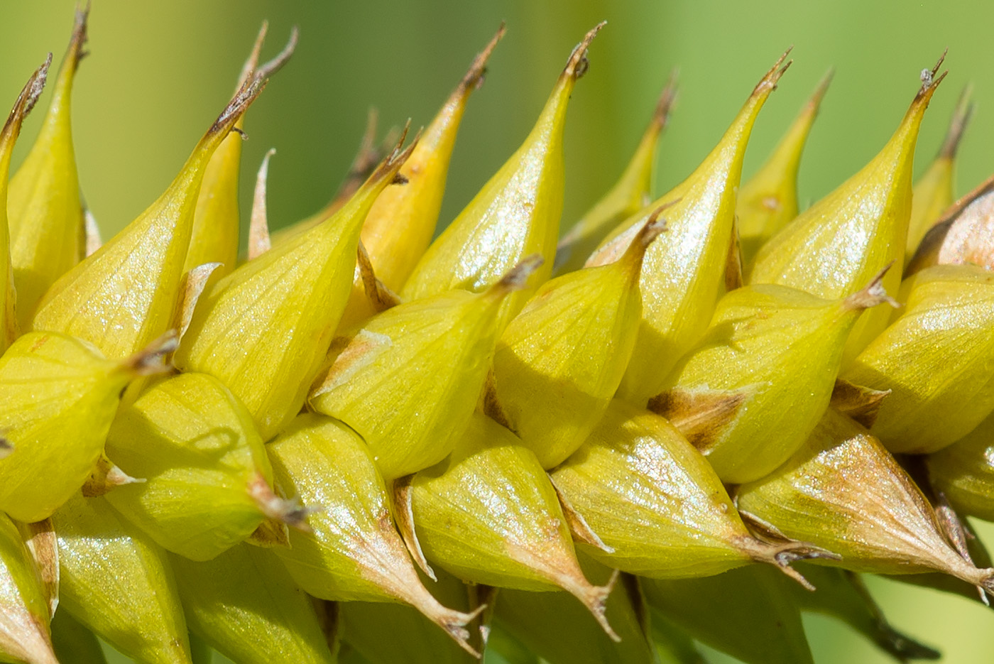 Image of Carex vesicaria specimen.