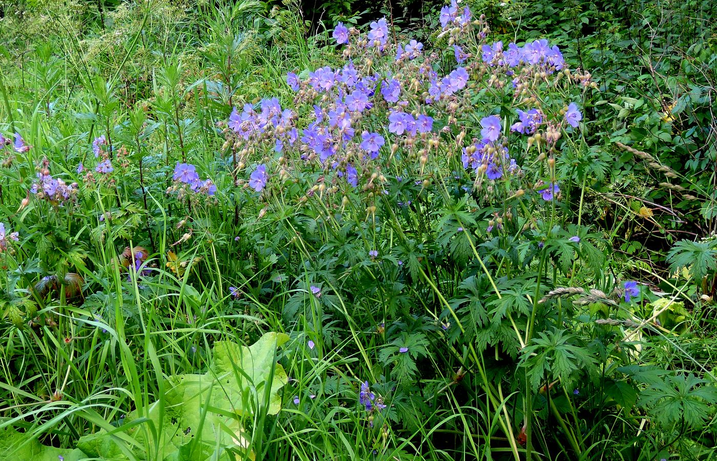 Изображение особи Geranium pratense.