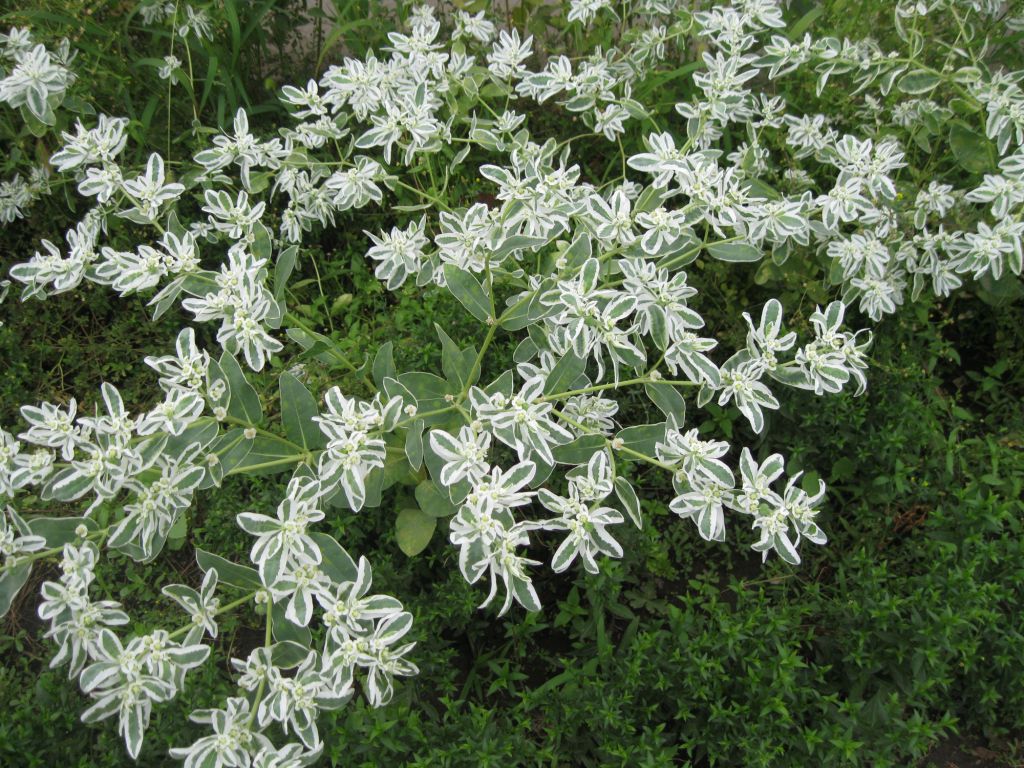 Image of Euphorbia marginata specimen.