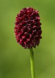 Sanguisorba officinalis