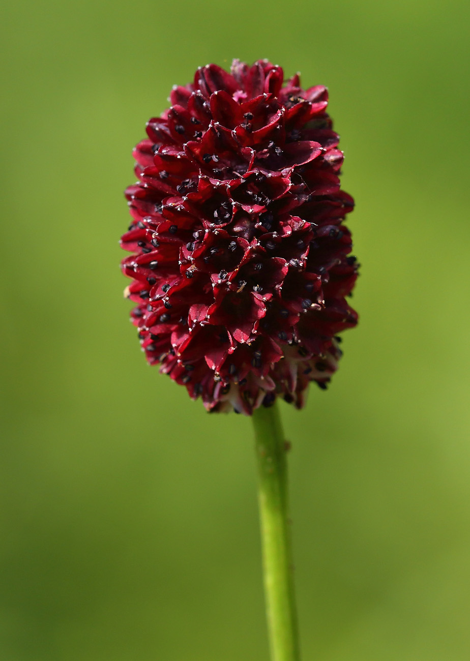 Image of Sanguisorba officinalis specimen.