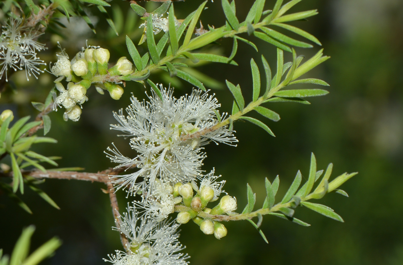 Image of Melaleuca halmaturorum specimen.