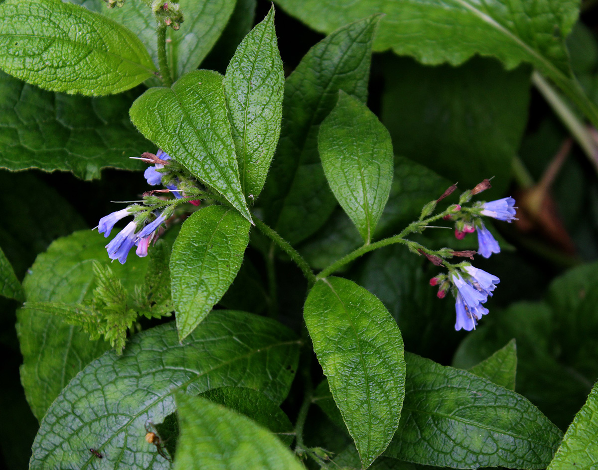 Изображение особи Symphytum asperum.