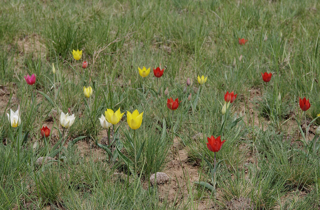 Image of Tulipa suaveolens specimen.