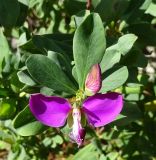 Polygala myrtifolia