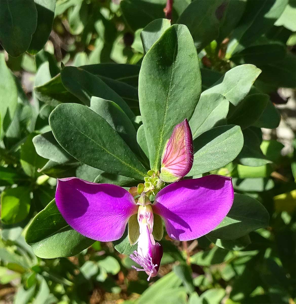 Image of Polygala myrtifolia specimen.