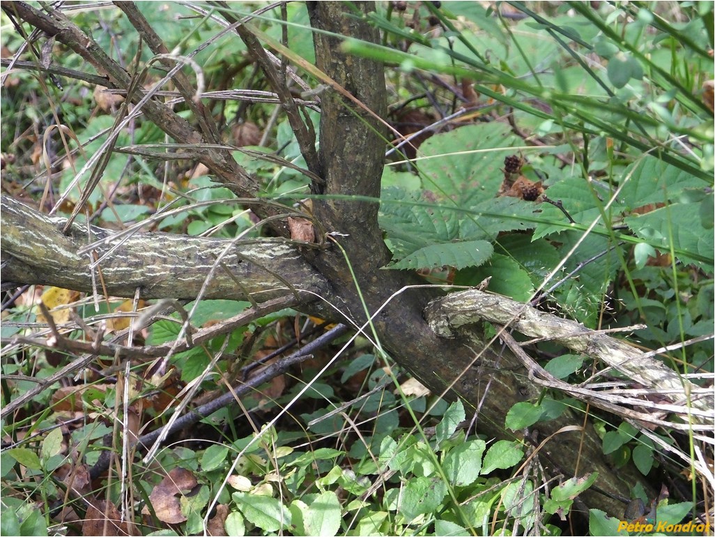 Image of Sarothamnus scoparius specimen.