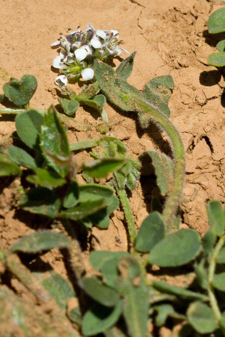 Image of Lepidium hirtum ssp. oxyotum specimen.
