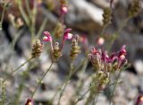 genus Scutellaria