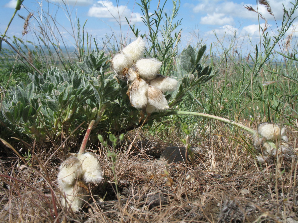 Image of Astragalus nikitinae specimen.