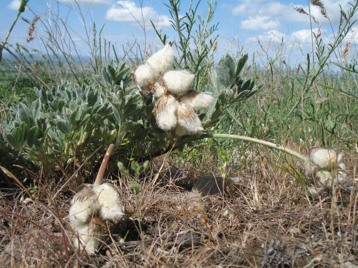 Изображение особи Astragalus nikitinae.