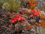 Ephedra monosperma