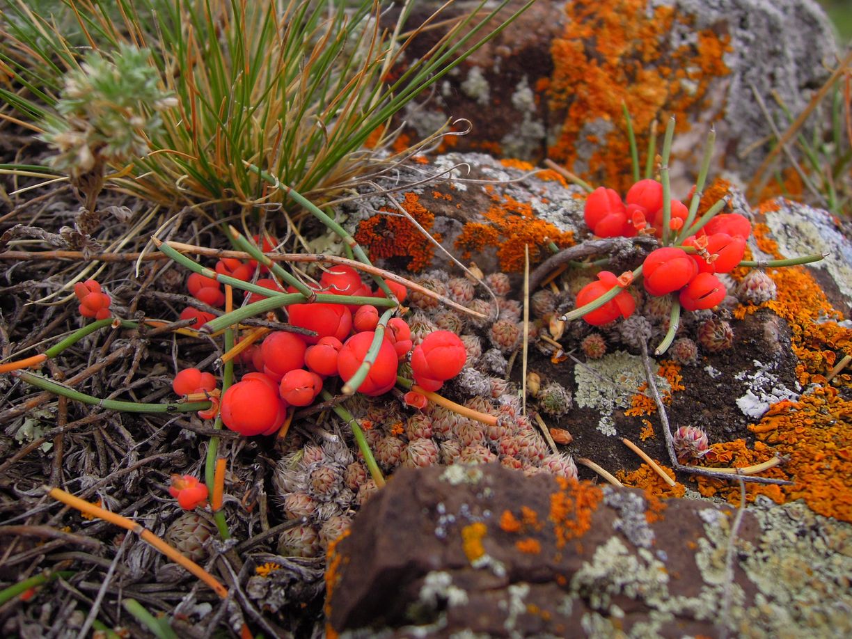 Изображение особи Ephedra monosperma.