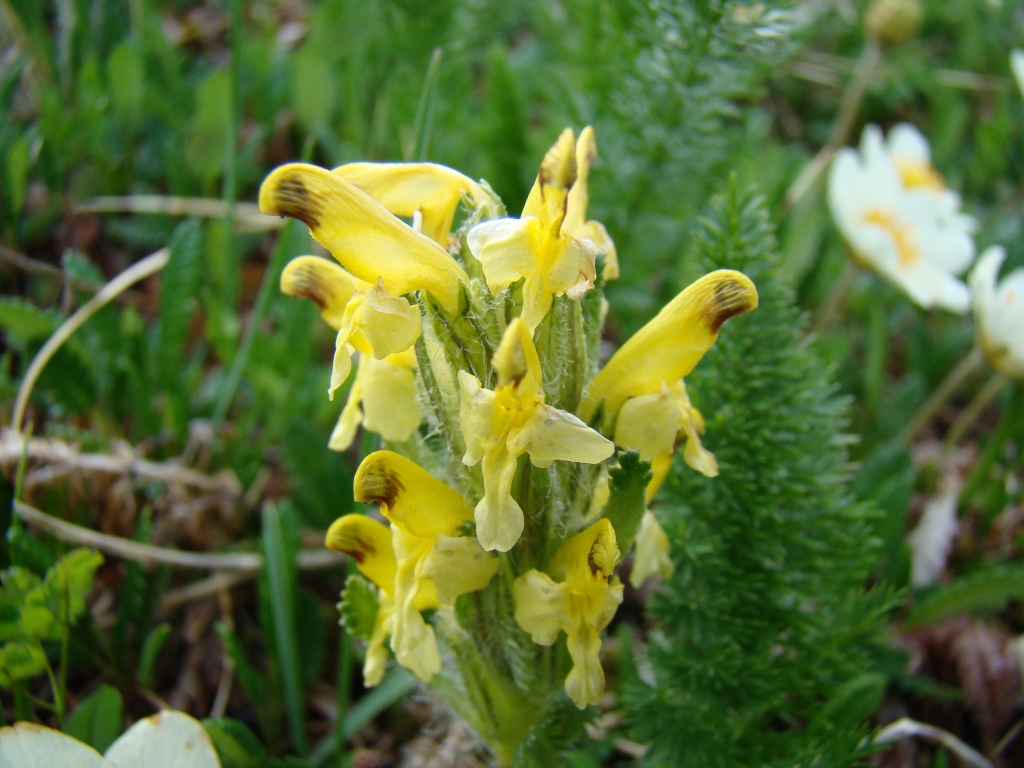 Image of Pedicularis oederi specimen.