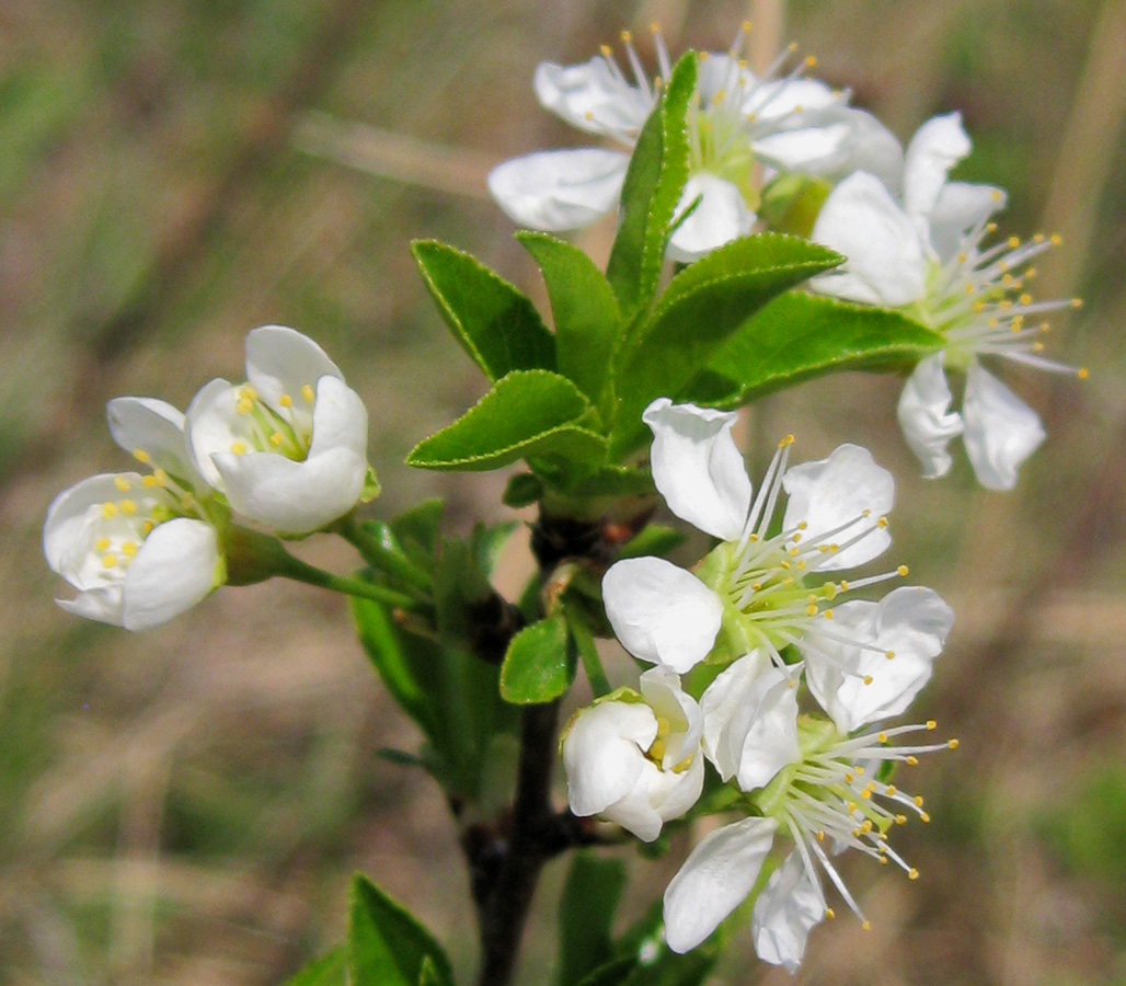 Image of Cerasus fruticosa specimen.