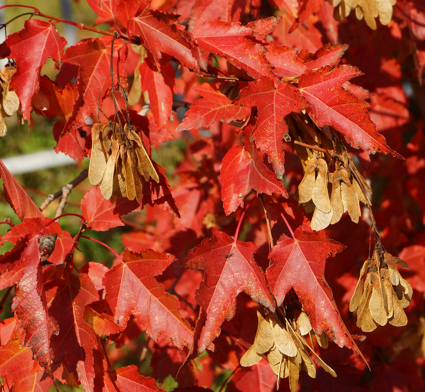 Image of Acer ginnala specimen.
