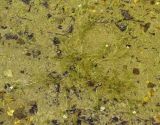 Ranunculus trichophyllus