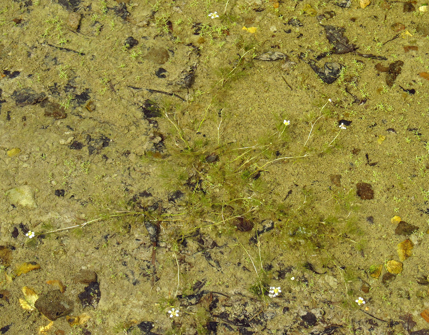 Image of Ranunculus trichophyllus specimen.