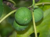 Ficus carica